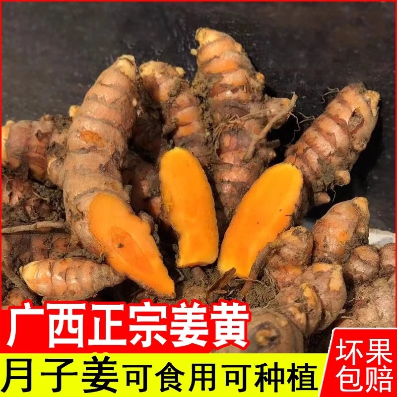 广西正宗野生姜黄食用小黄姜新鲜产后月子老姜种苗现挖姜黄包邮