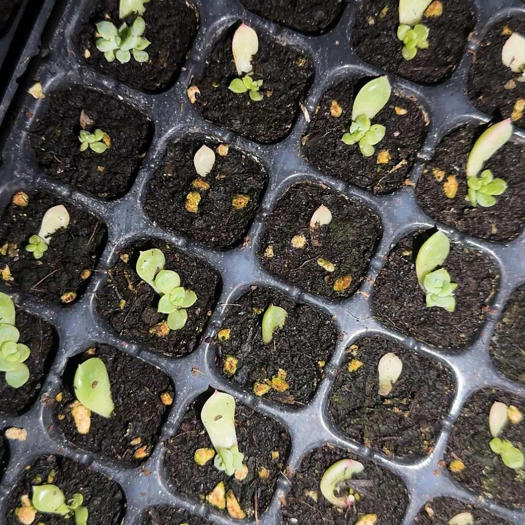 泼天芝麻一个满25包邮