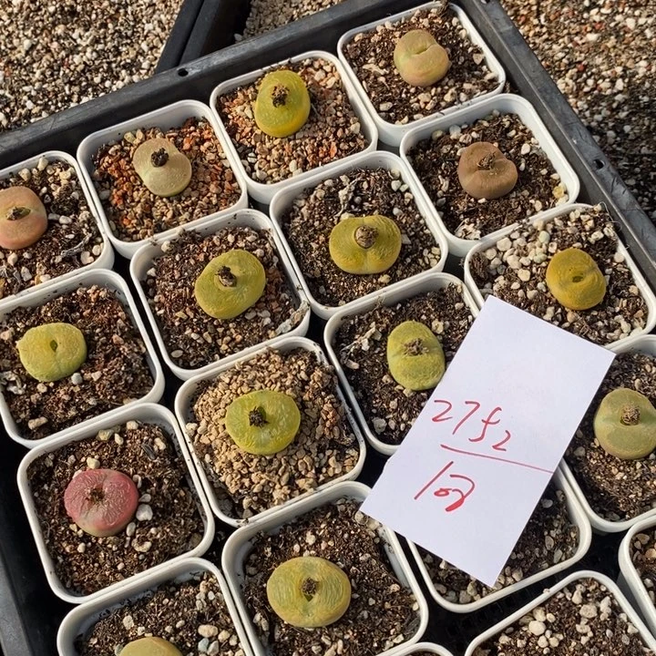 2752一筐一筐一筐