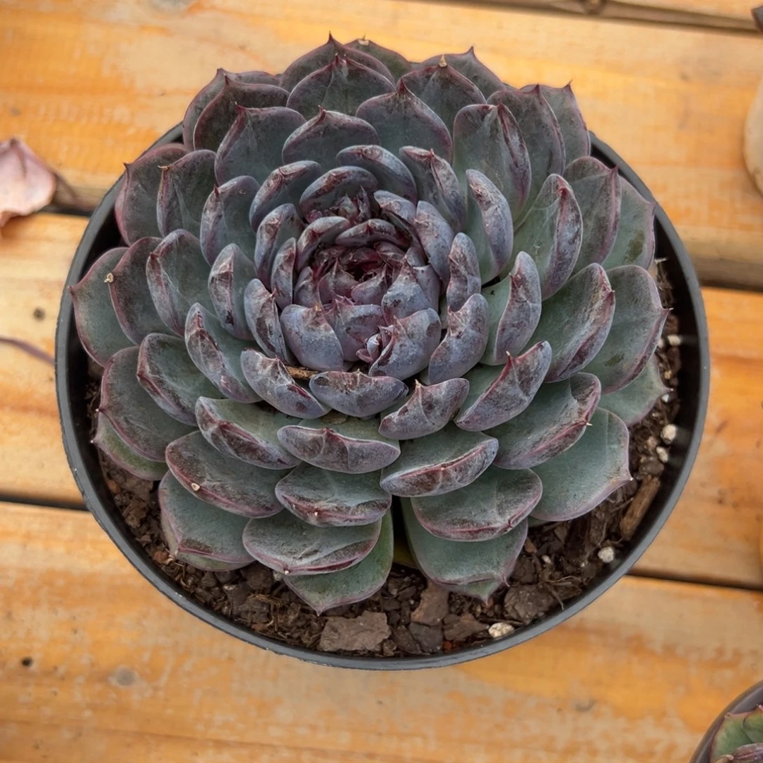 多肉植物单头QQ橙