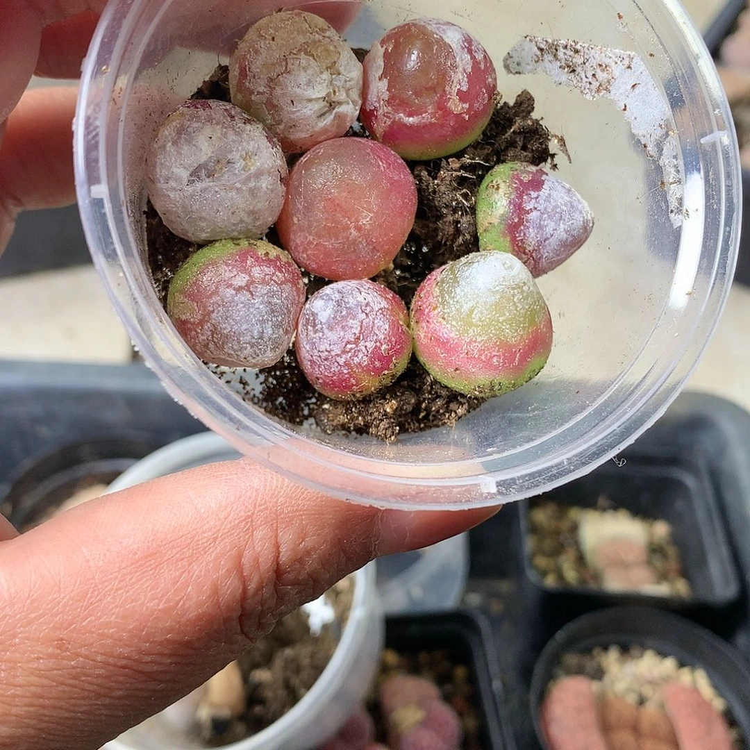 A159多肉植物保护
