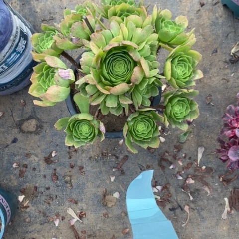 万圣夜21多肉植物法师