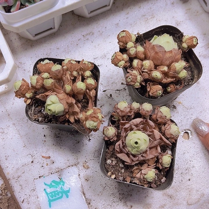 山地玫瑰3盆19包邮多肉植物