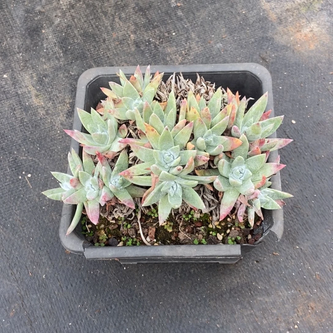 福利多肉植物啦啦啦