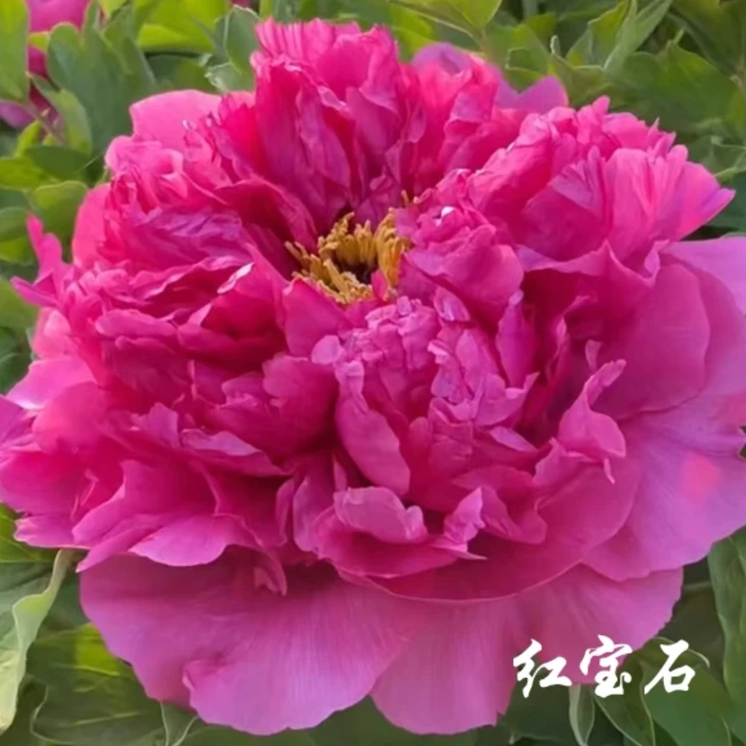 [红宝石] 牡丹丛生苗 庭院盆栽地栽