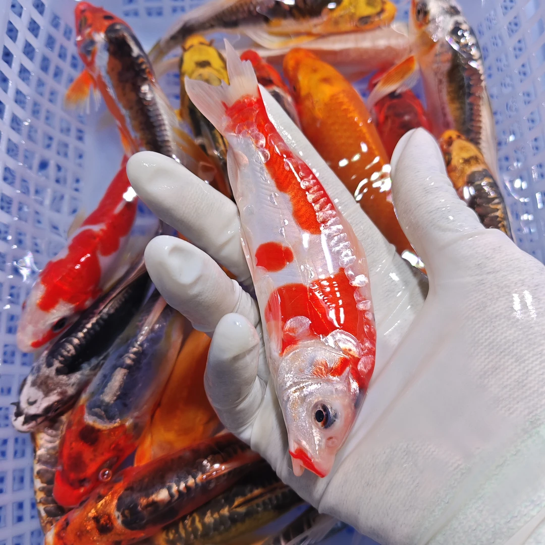 超大尺寸 11条 【血统锦鲤混搭】 水族活体冷水观赏鱼