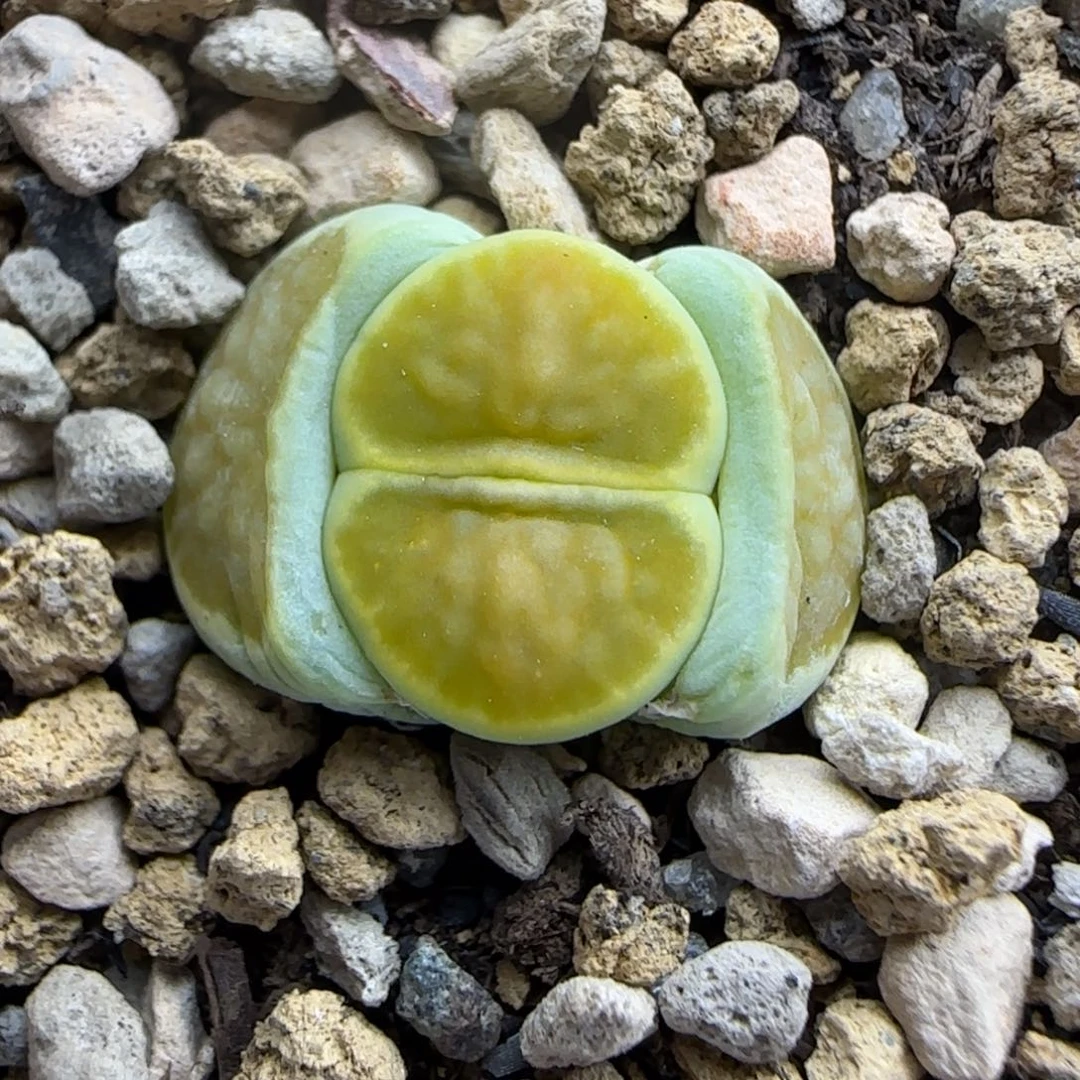 032 生石花大棚直播
