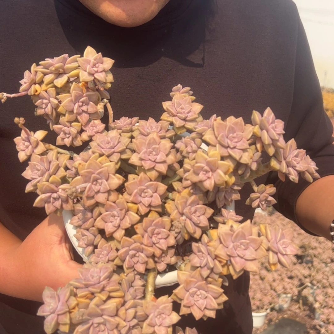 阿伦培带飘枝老桩