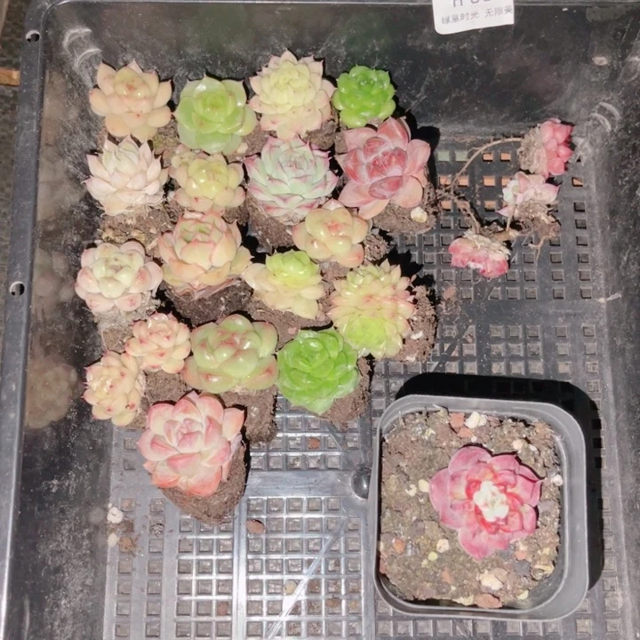 *****885 发货不带盆土