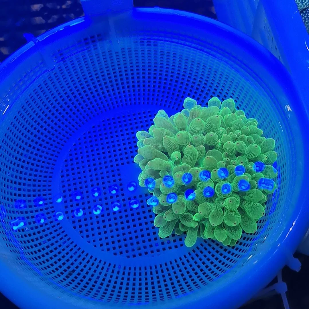 草皮珊瑚绿奶海葵一个50