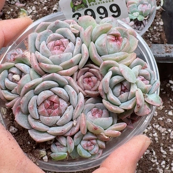 多肉植物多肉植物