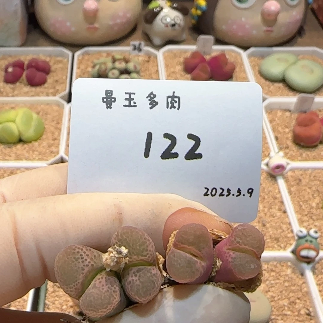 弥*多肉多肉多肉5.9-122