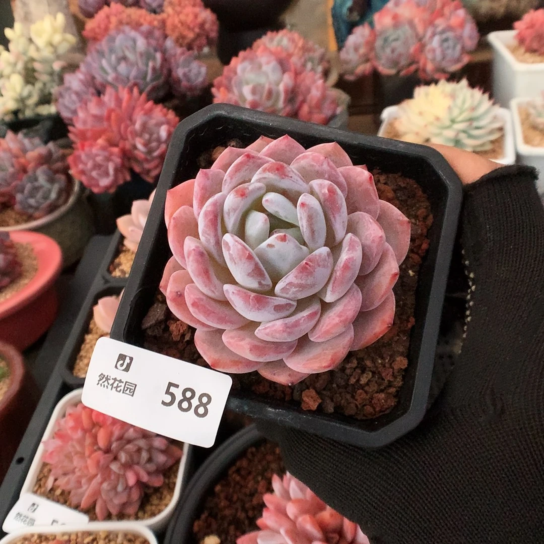 588雪天使多肉植物6666