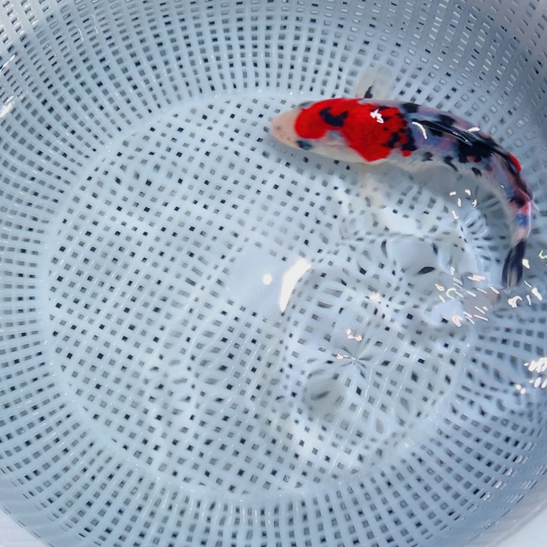 锦鲤锦鲤观赏鱼1111