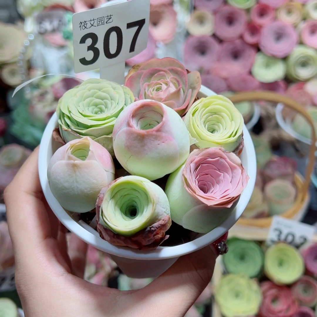 307新粉福利小甜筒组合。