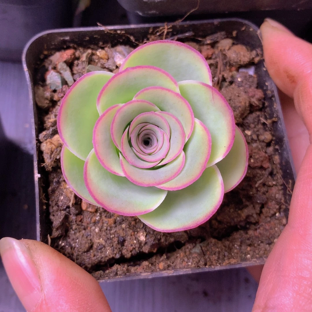 ****紫一物一拍蕾丝茉莉088