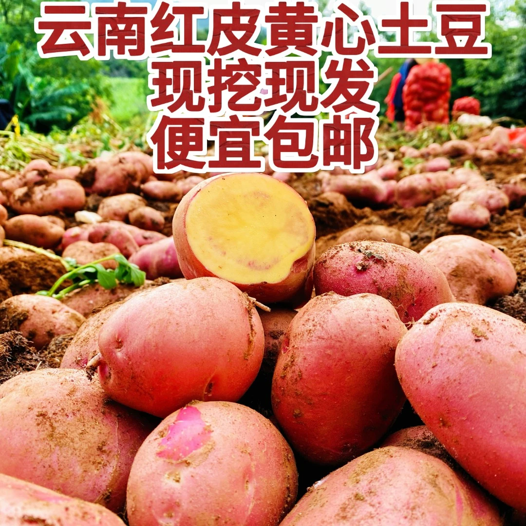 正宗云南高山红皮土豆