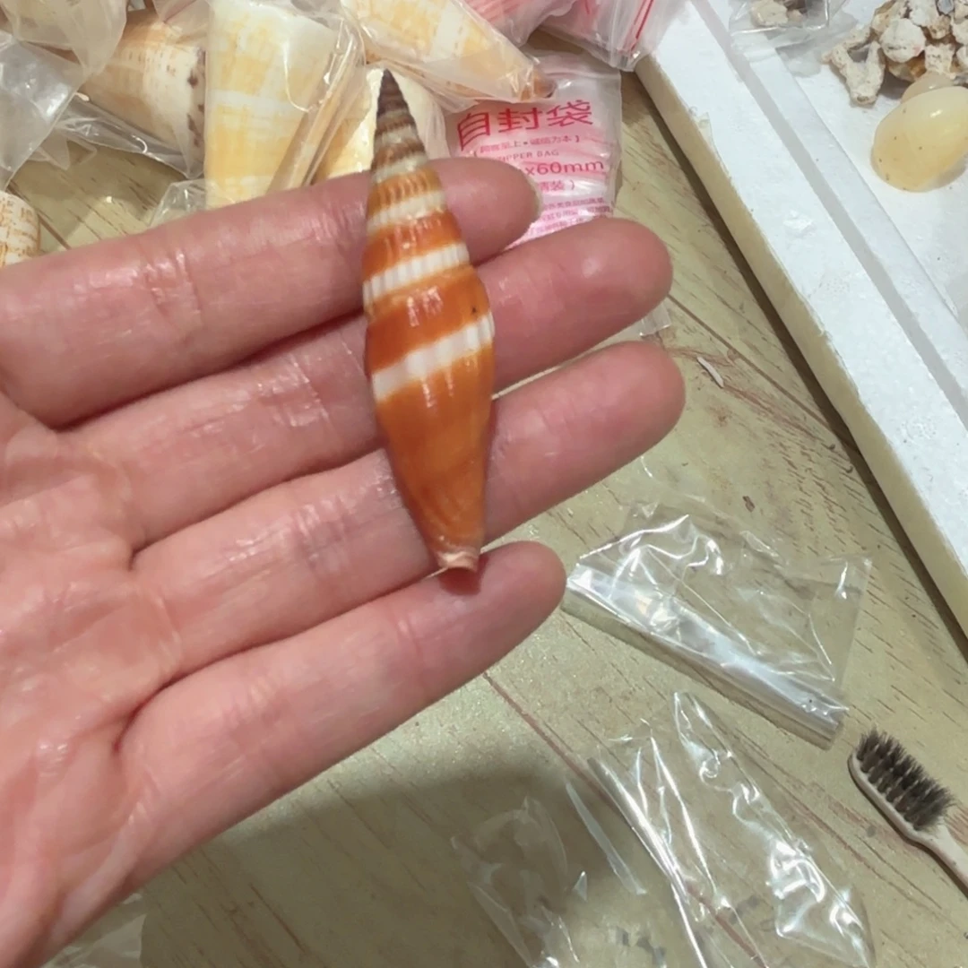 火***子天然海螺标本福利