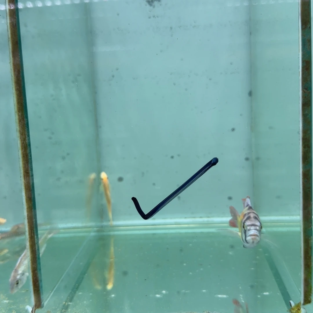 晚****慈鲷厚皮 1413。