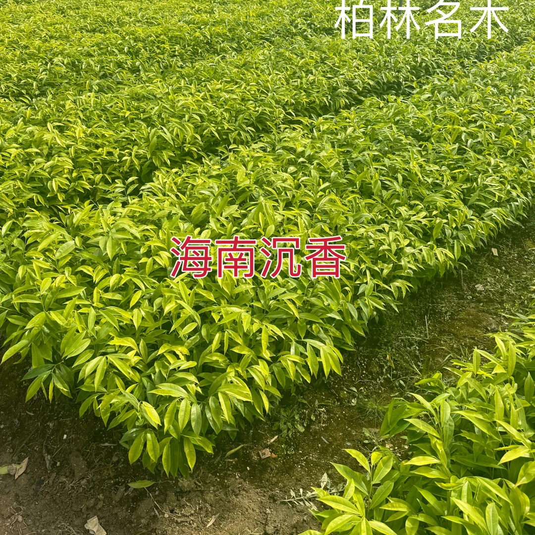批发价正宗海南沉香白木香奇楠嫁接底苗原土杯发货