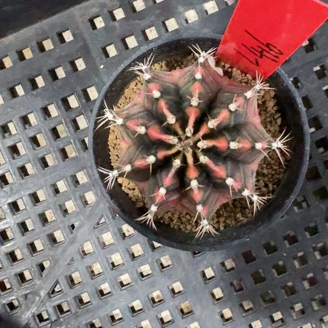 L416-1114广东发货 九秒钟