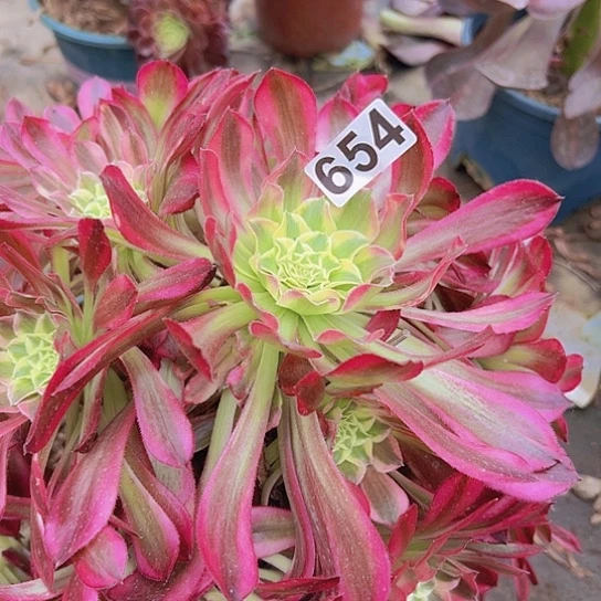 康****溎多肉植物一个