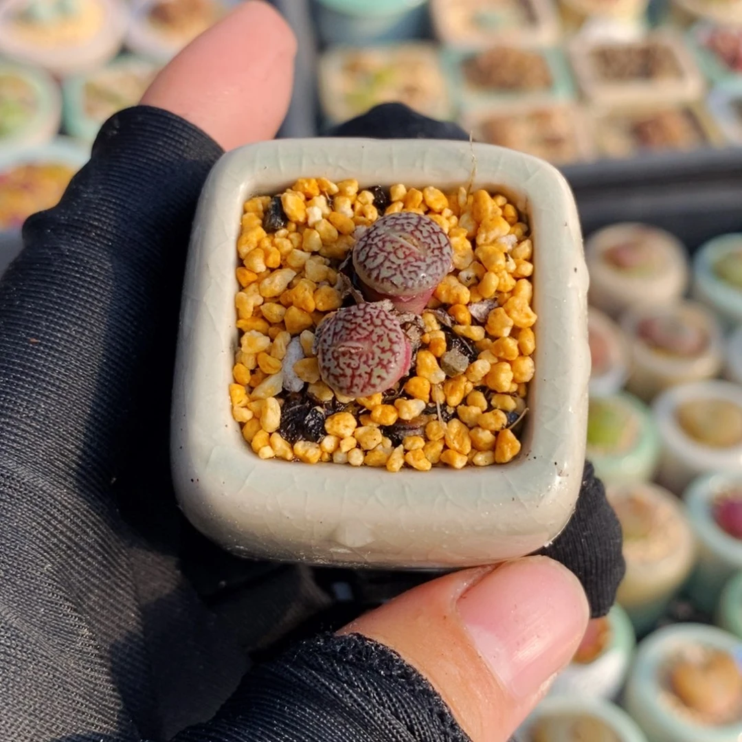 2516-一物一拍 带盆