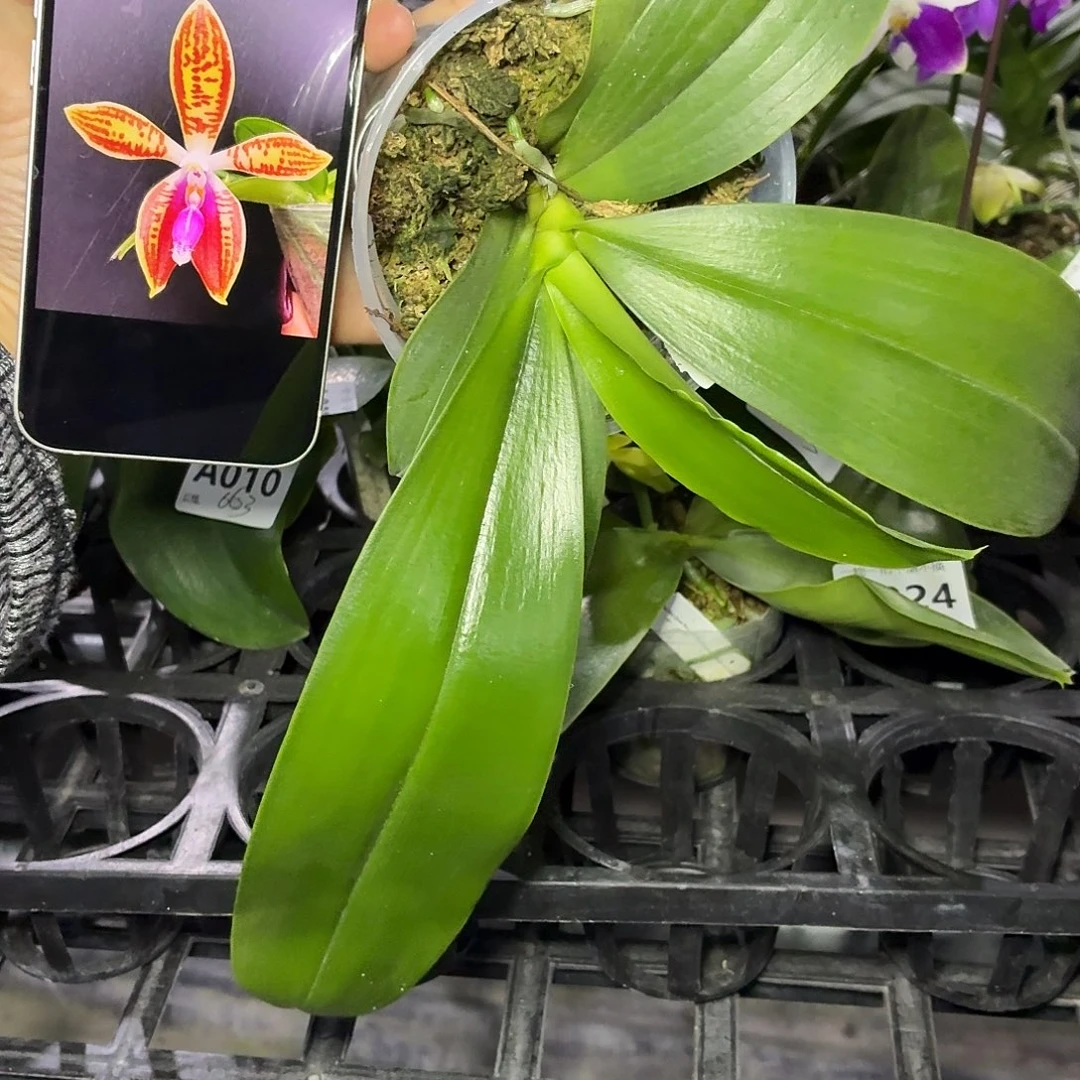 当前无花朵，栽培后可花朵A025yss1212科宁兄弟交三寸