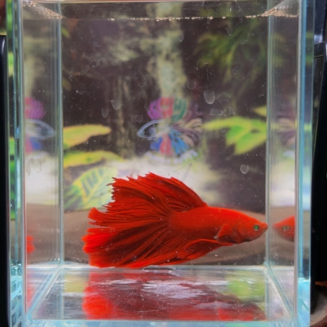 海水鱼孔连顺时针转动。在家
