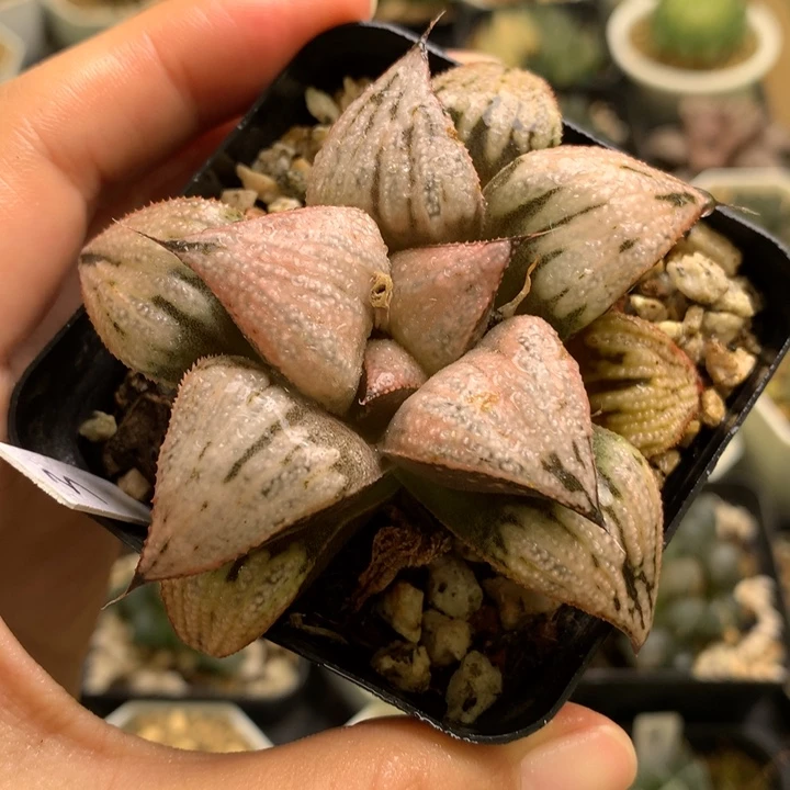 皇妃带盆土发货时间