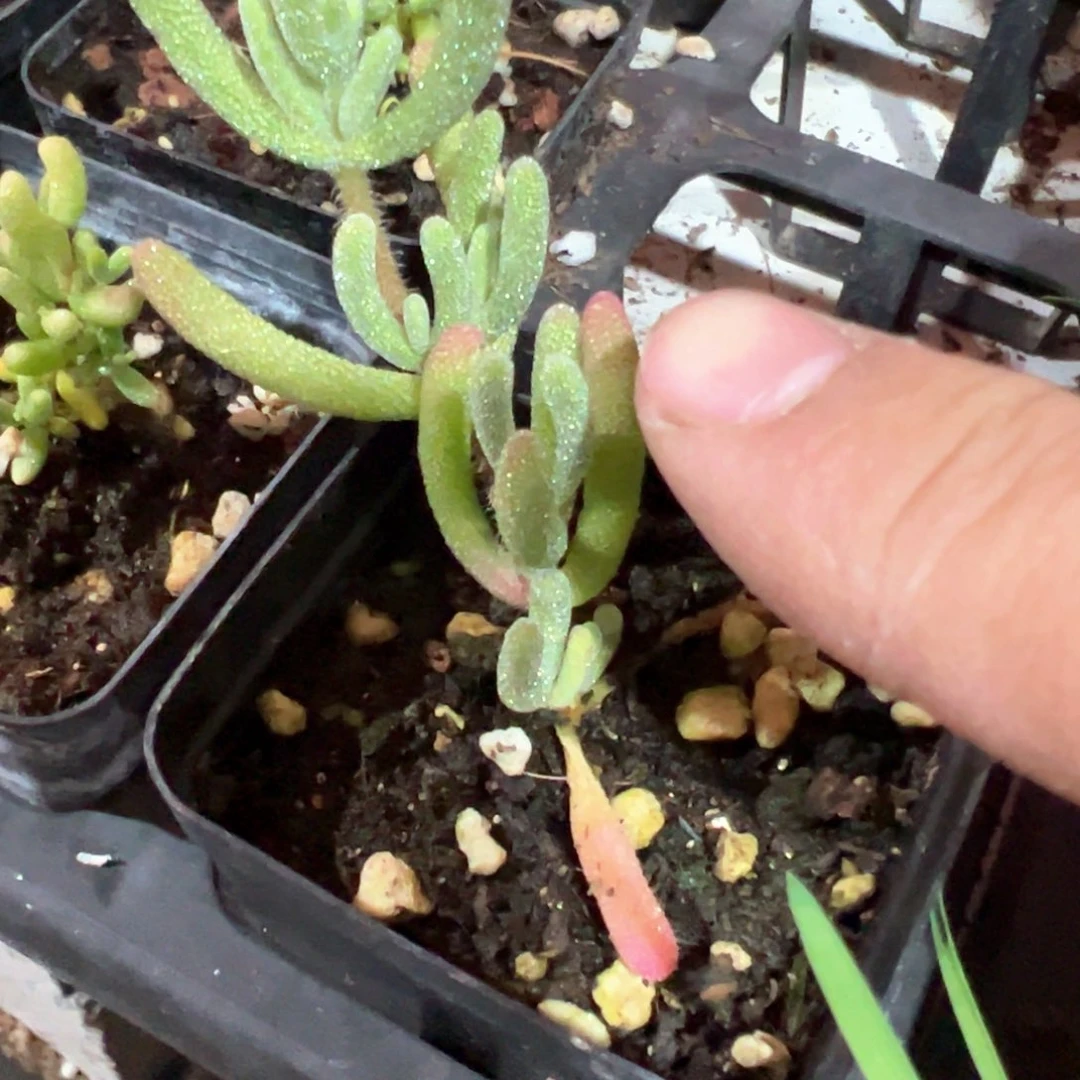 白皇后55杯精品小老桩