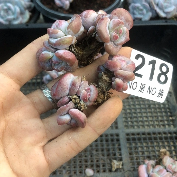 星影石榴籽福利出咯 218