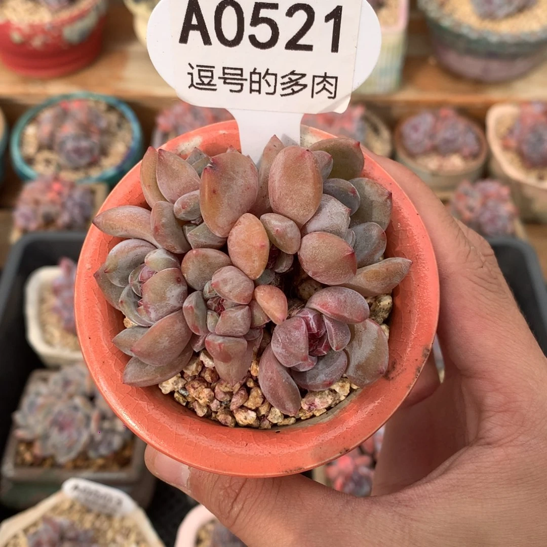 A0521 石榴籽籽小脸群 有砍 6.5cm