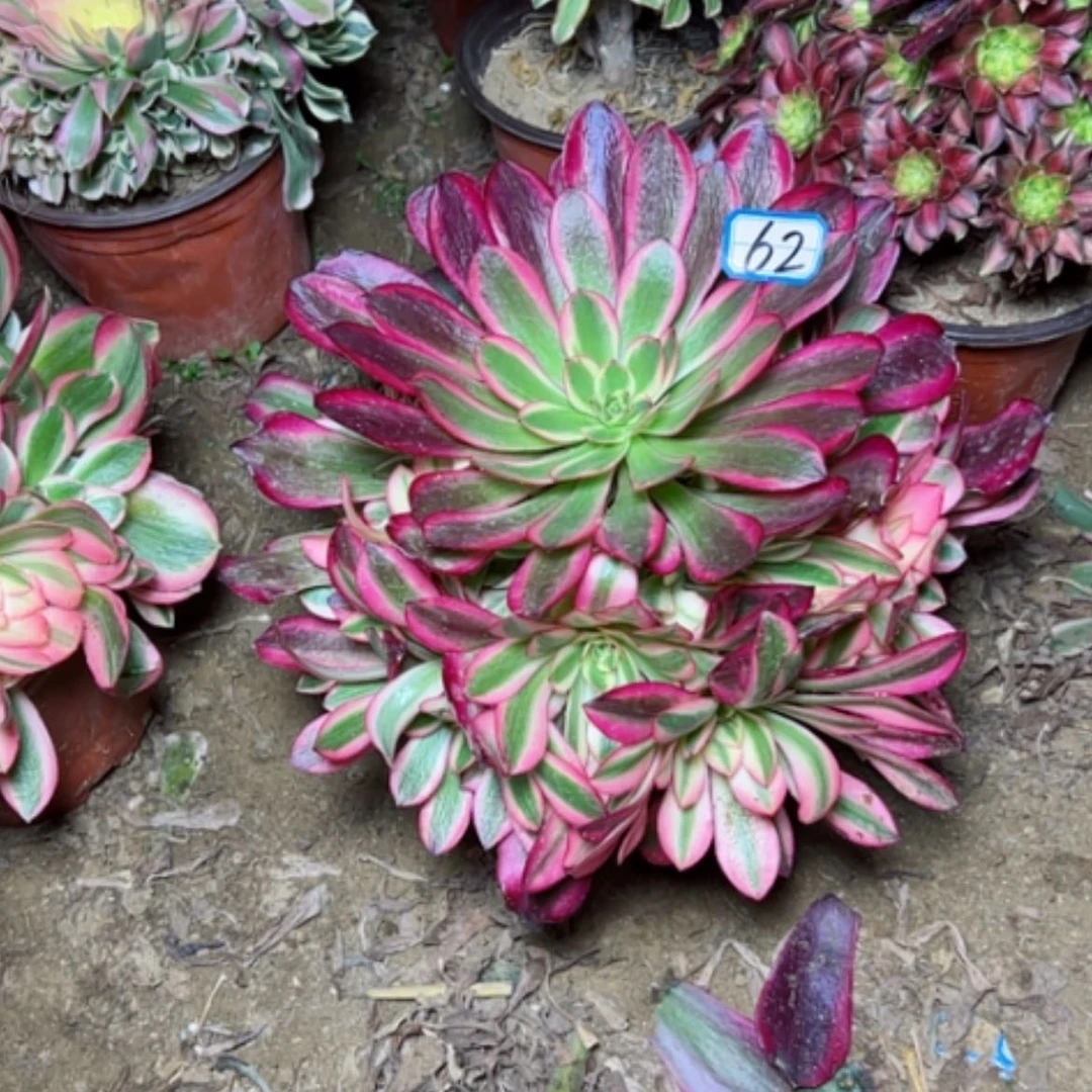 【闪购商品】多肉植物美杜莎水桩62