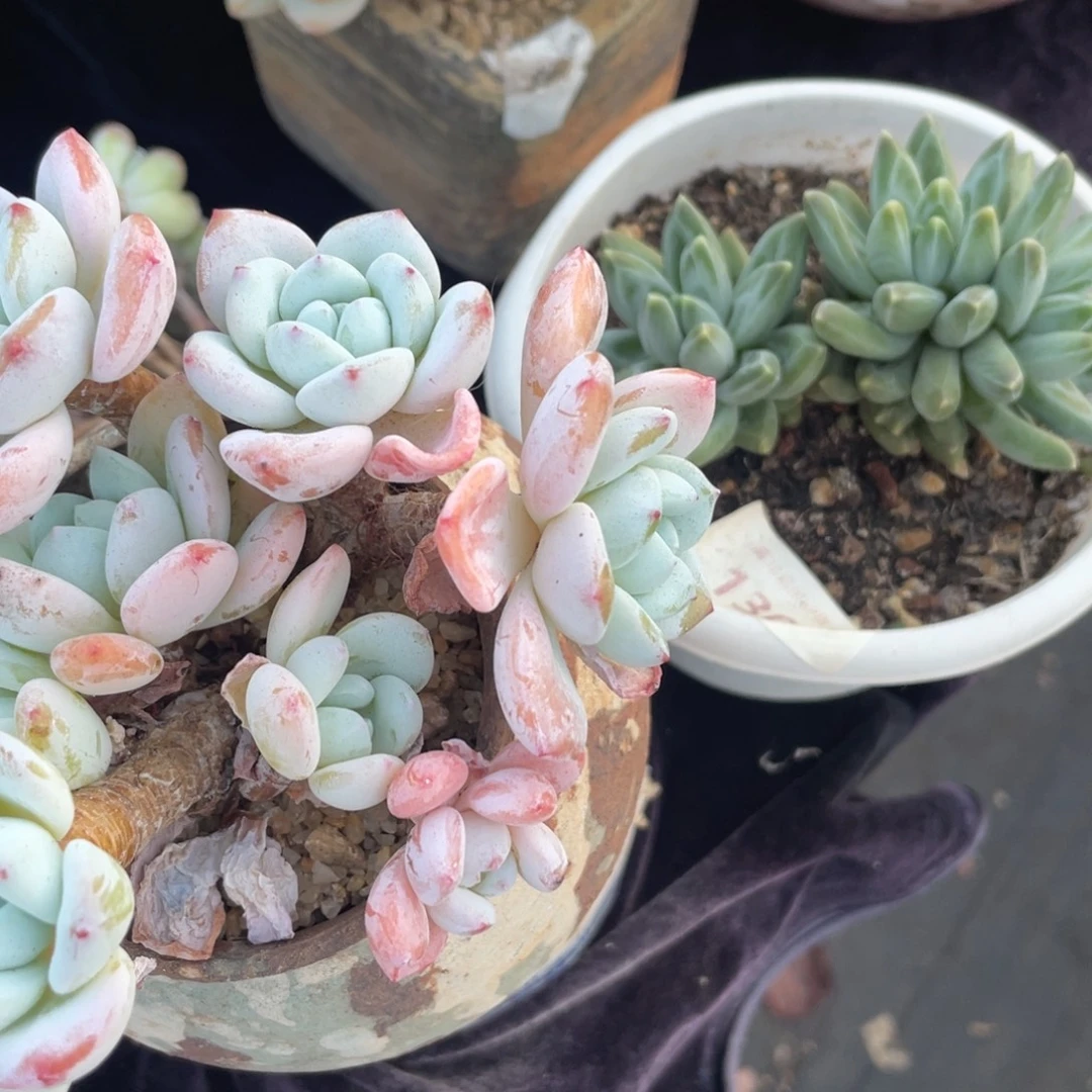 殷***某乌拉克拉，冷香小群生多肉植物