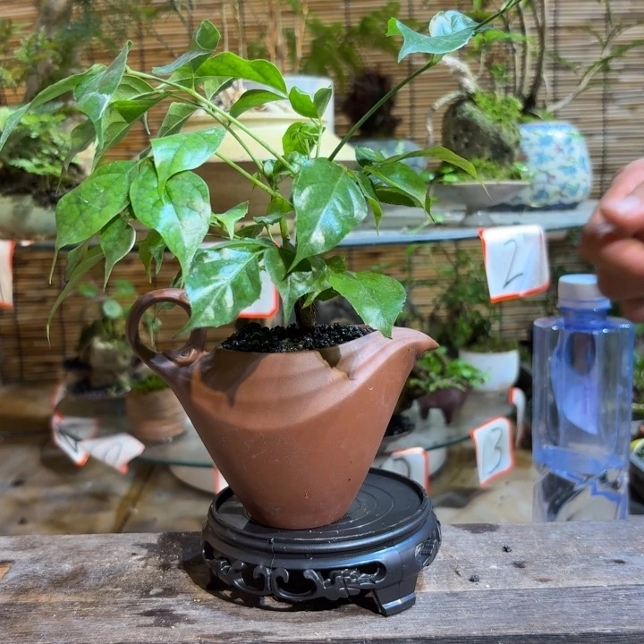 无花朵?****。退款拉黑 一物一拍116