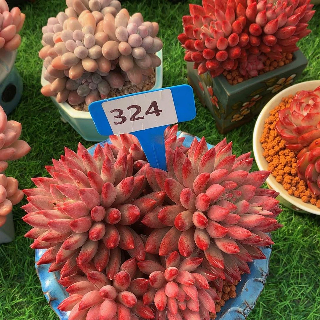 ?虞美人多肉植物usyuwuw