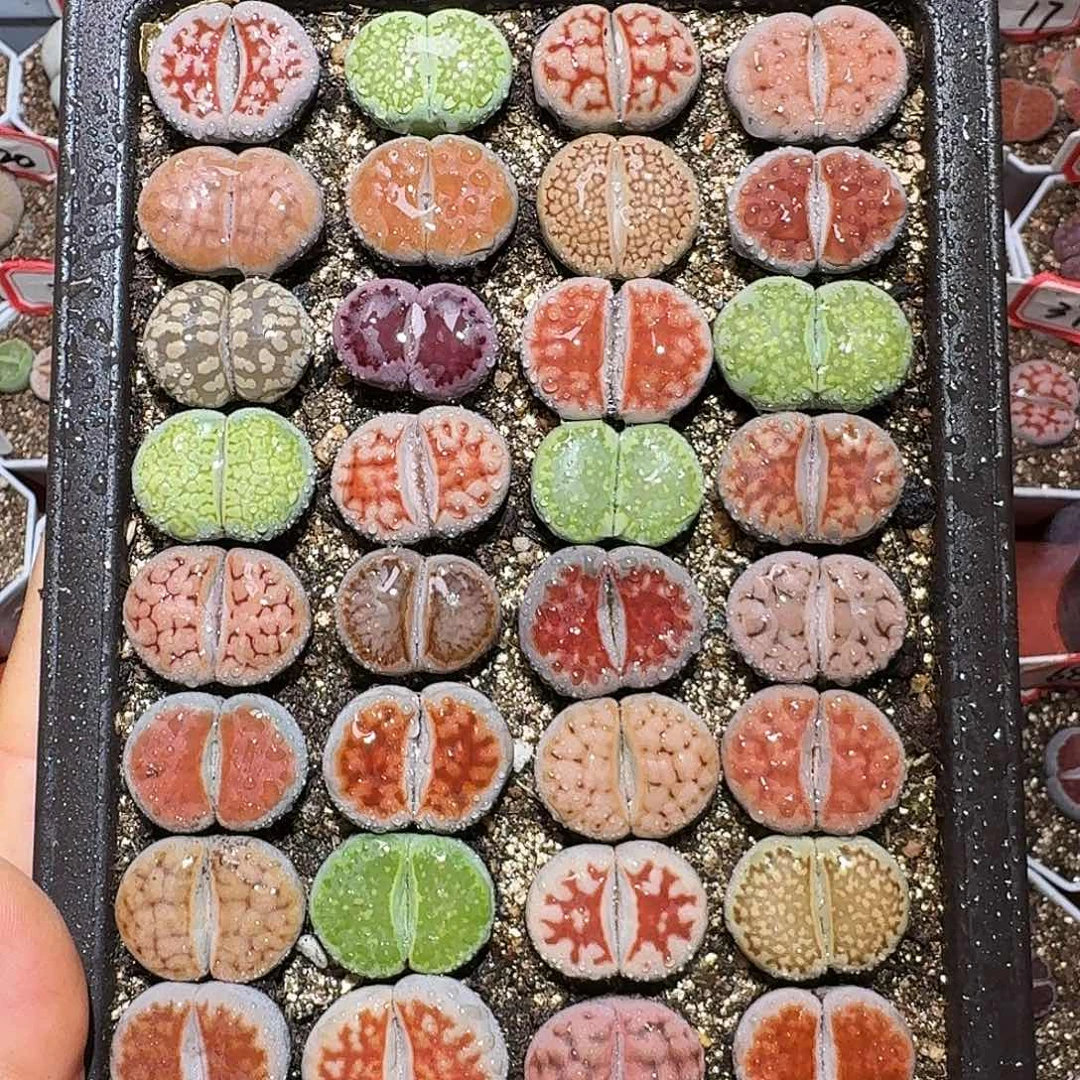 生石花23:：：。    97