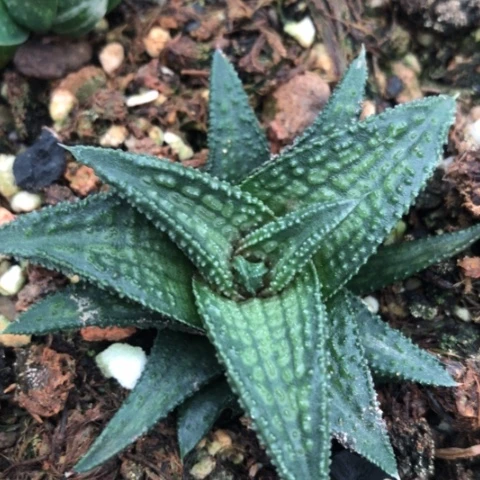 鬼瓦硬叶多肉植物