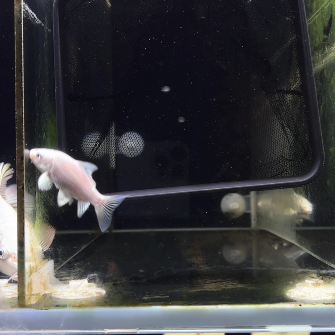 蝴蝶鲤杨**短蝴蝶鲤