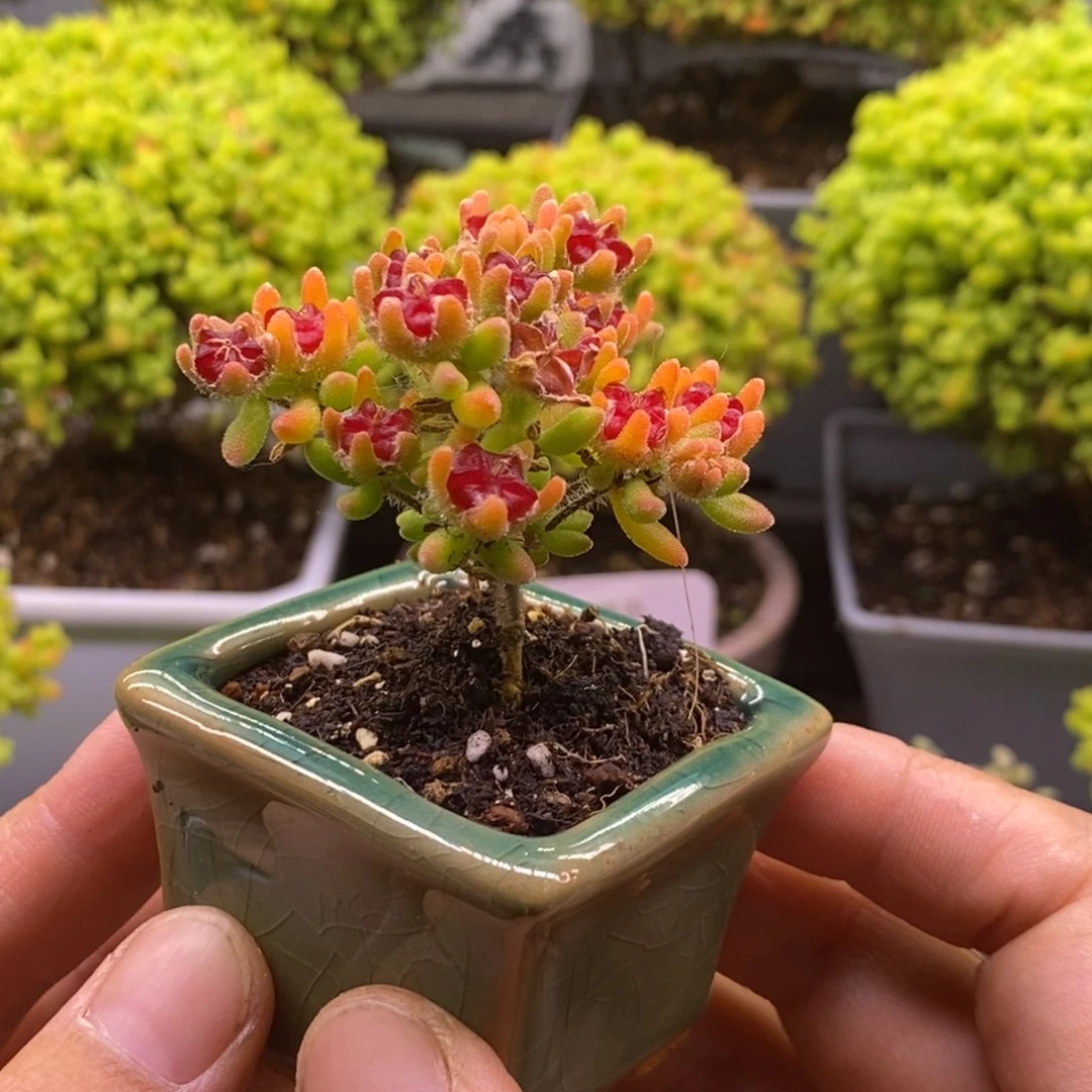 382红宝石带盆。