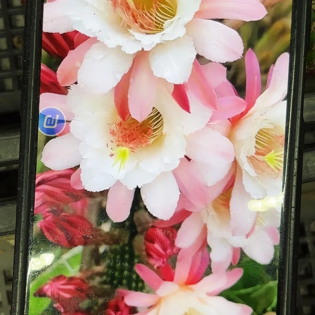 卡布奇金妞侧牙20包邮仙人球9