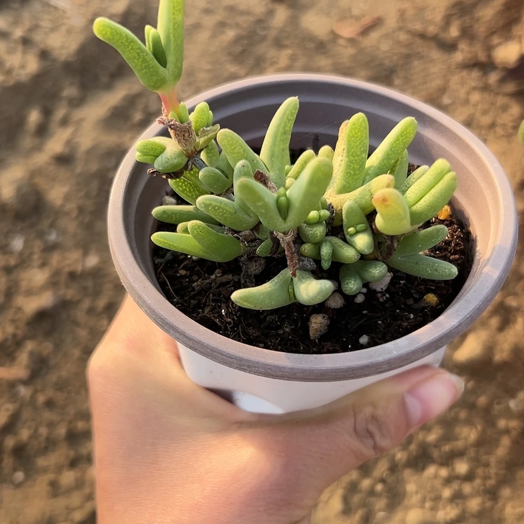 杜呃呃呃呃呃呃呃呃