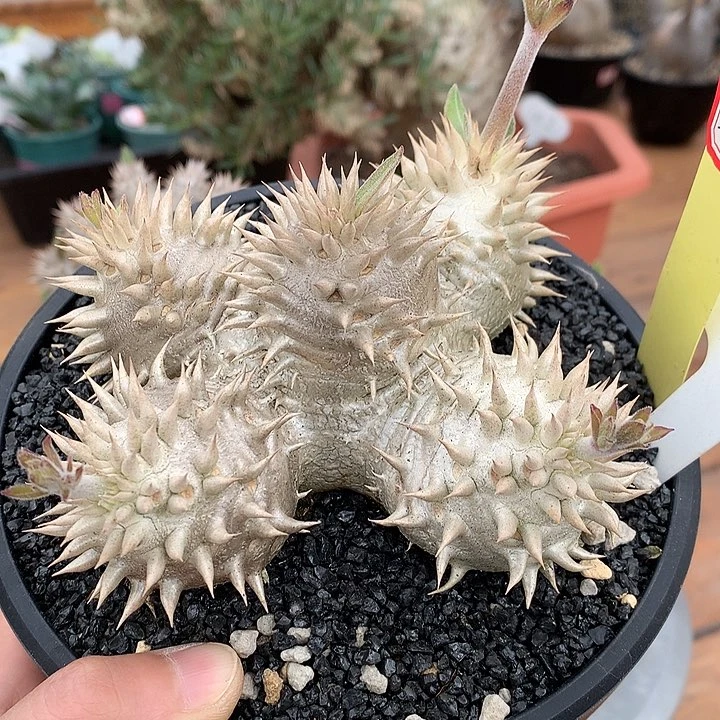 134惠比大黑双排刺12.5公分666666666