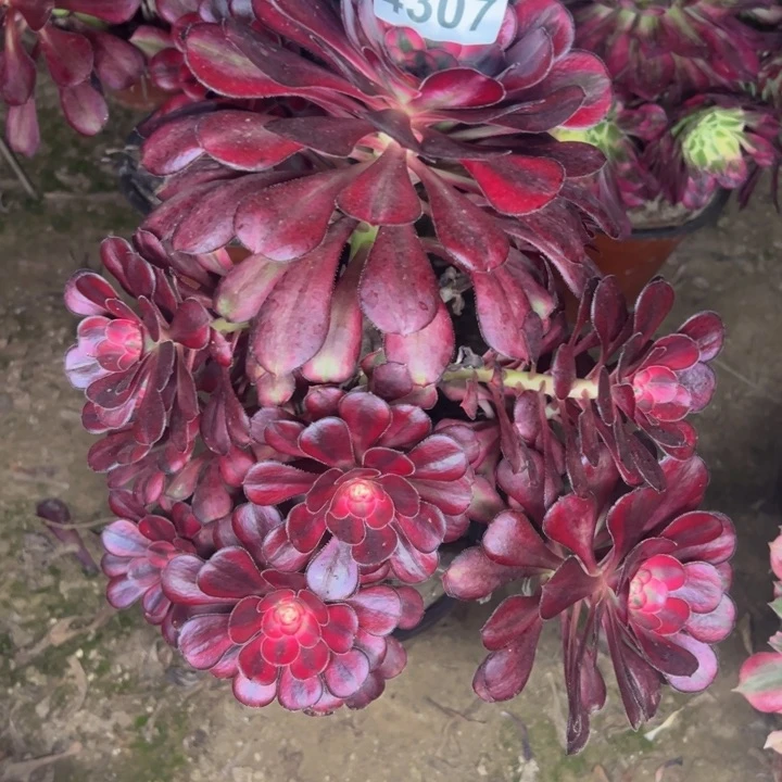 4307香奈儿多肉植物