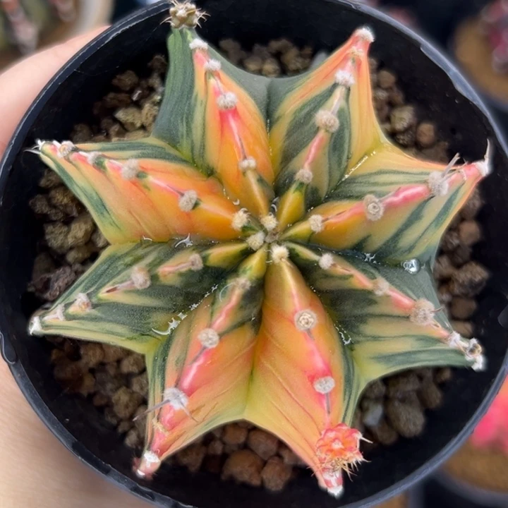 泰国米哈仙人球实生