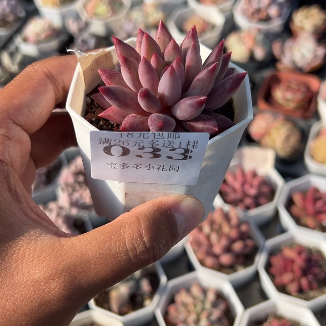 033号车厘子一物一拍满18包邮