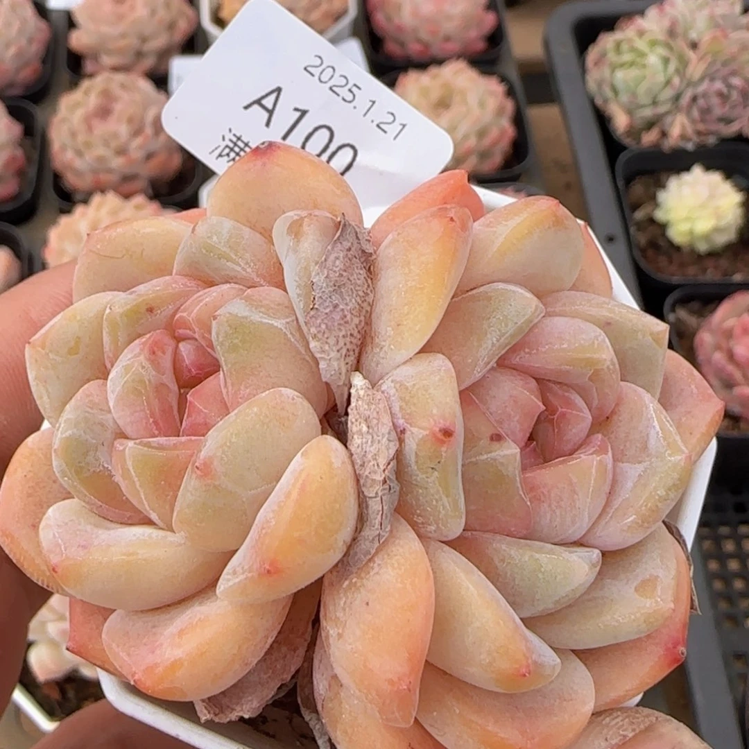 干冰双头一颗脱土