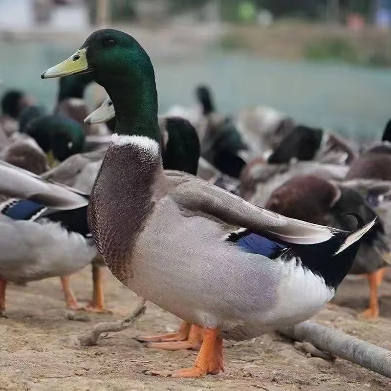 青头鸭宠物鸭30只  活体  发货  顺丰发货