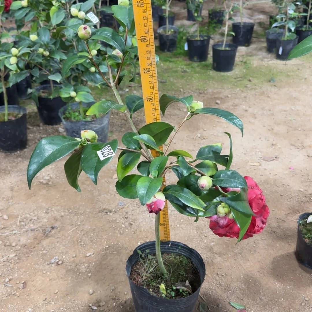 少量花朵（建议范围：2朵-5朵 或40%以下）028云斑